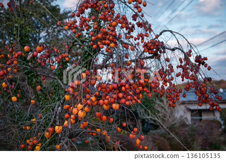 A large number of persimmons 136105135