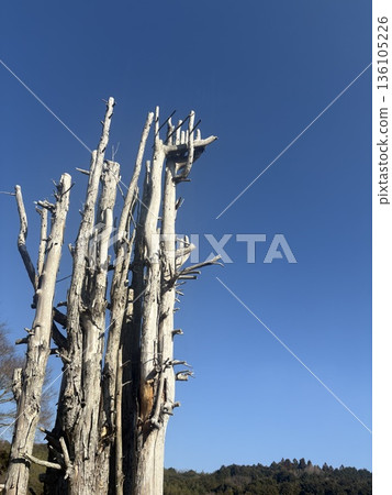 Quiet trees standing in the winter sky 136105226