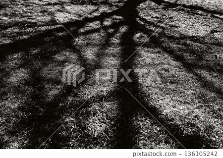 草地上的樹影 136105242