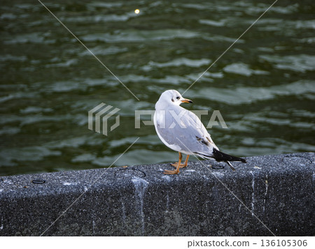 An adorable seagull turning around at the water's edge An adorable seagull turning around at the water's edge 136105306