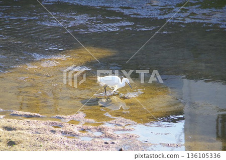 A white bird searching for food in the river 136105336