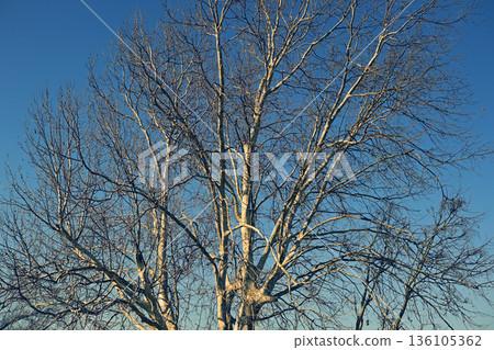 冬日枯萎的樹木和冬日的陽光 136105362