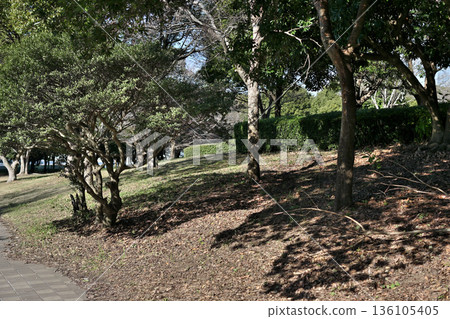 千葉港公園，公園內的一片綠地 136105405