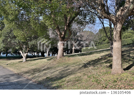 千葉港公園,公園內的一片綠地 千葉港公園,公園內的一片綠地 136105406