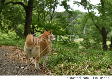 A Shiba Inu facing the opposite direction 136105455