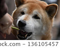 Shiba Inu receives a snack 136105457