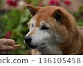Shiba Inu receives a snack 136105458