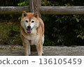 Waiting Shiba Inu 136105459