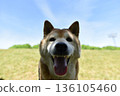 Smiling Shiba Inu 136105460