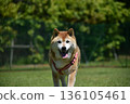 A Shiba Inu walking towards me 136105461