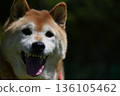 Shiba Inu looking this way 136105462