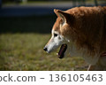 Shiba Inu taking a walk 136105463