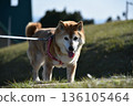 Shiba Inu walking on the grass 136105464