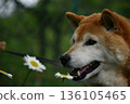 Flowers and Shiba Inu 136105465