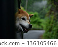 Shiba Inu peeking out of the car window 136105466