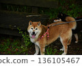A Shiba Inu looking at you with a smile 136105467