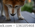 Beautiful Shiba Inu 136105468
