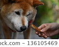 Shiba Inu eating snacks 136105469