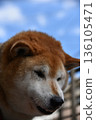 Close-up of a Shiba Inu 136105471
