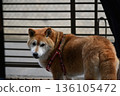 Shiba Dori turning around 136105472