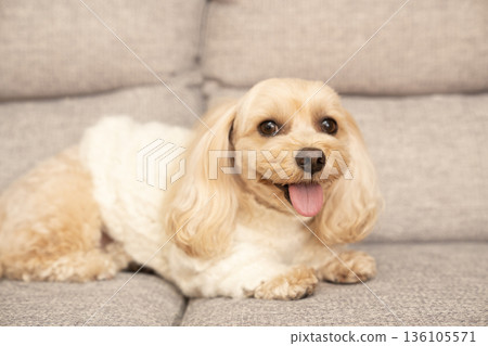 Ku-chan是一隻馬爾濟斯犬，它穿著白色毛衣坐在沙發上。 136105571