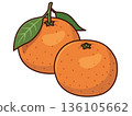 Mandarin orange illustration with leaves 136105662