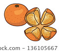 Illustration of mandarin oranges peeled from Arita 136105667
