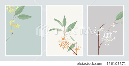 Botanical poster template design, Osmanthus fragrans flowers in different color 136105871