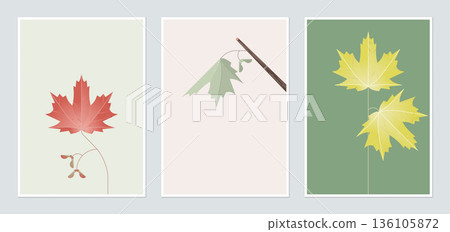 Botanical poster template design, sugar maple in different color Botanical poster template design, sugar maple in different color 136105872