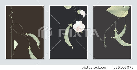 Botanical poster template design, sweet peas with leaves and flowers 136105873