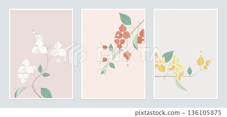 Botanical poster template design, Bougainvillea in different color Botanical poster template design, Bougainvillea in different color 136105875