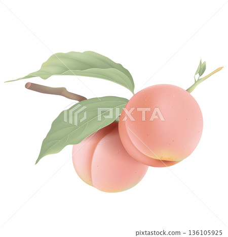 Two fresh peaches on branch with leaves 136105925