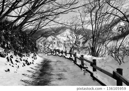 "Snow-covered promenade" leading to the center of Jigokudani 136105959