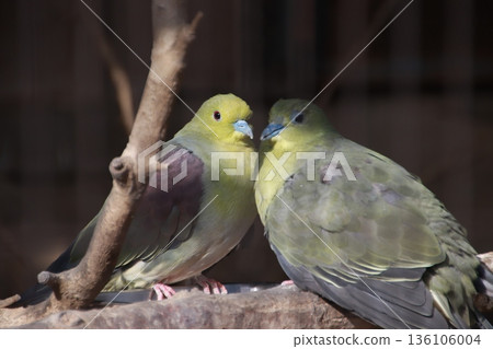 Green pigeon nestling Green pigeon nestling 136106004