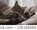 Sleeping Kijitora 136106084