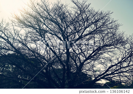 Trees withered in winter Trees withered in winter 136106142