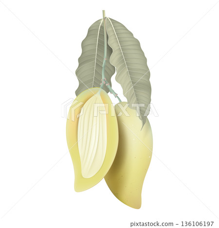 Fresh ripe Barracuda mango and a cross section with leaves on white Fresh ripe Barracuda mango and a cross section with leaves on white 136106197