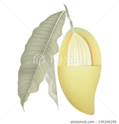 Fresh ripe cross section Barracuda mango with leaves on white Fresh ripe cross section Barracuda mango with leaves on white 136106199