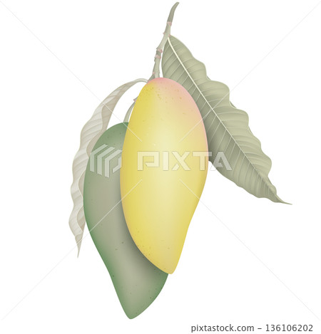 Fresh green and yellow Barracuda mango with leaves on white Fresh green and yellow Barracuda mango with leaves on white 136106202