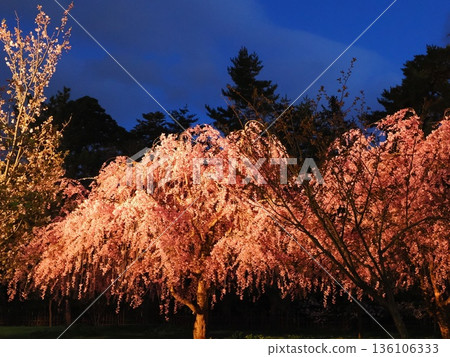 Cherry blossoms at night | Spring image material Cherry blossoms at night | Spring image material 136106333
