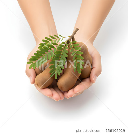 Tamarind Fruit Held in Cupped Hands Frontal View 136106929