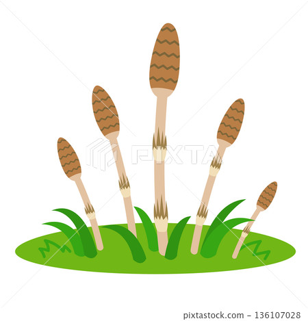 Horsetail growing illustration 136107028