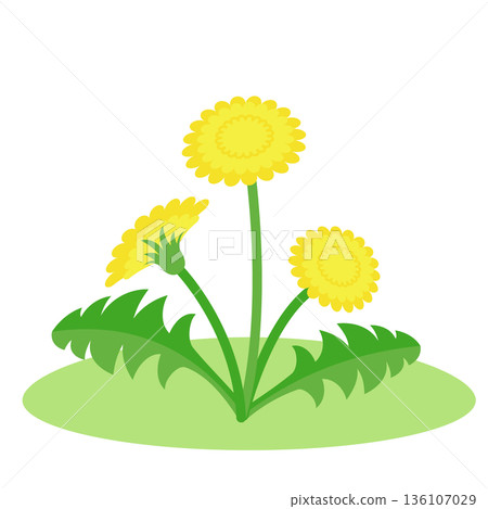蒲公英盛開的插圖 136107029