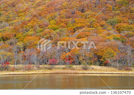 old pond old pond 136107470
