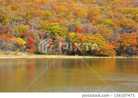 old pond 136107473