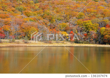 老池塘 老池塘 136107474