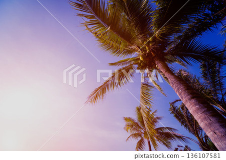Beautiful tropical beach with palm trees. Daylight background. Beautiful tropical beach with palm trees. Daylight background. 136107581
