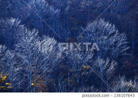 Late fall autumn beech forest Late fall autumn beech forest 136107643