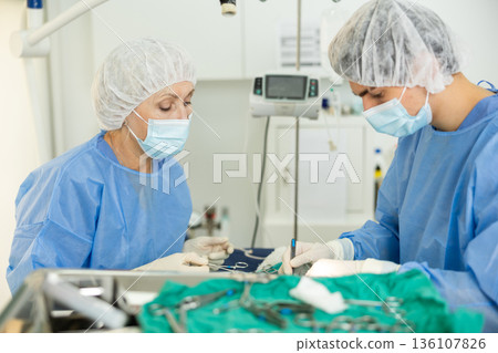 Senior woman doctor of veterinary medicine is focused performs surgery on animal. Senior woman doctor of veterinary medicine is focused performs surgery on animal. 136107826