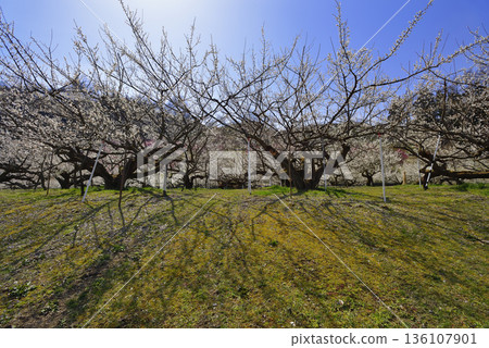 Lotus garden 136107901